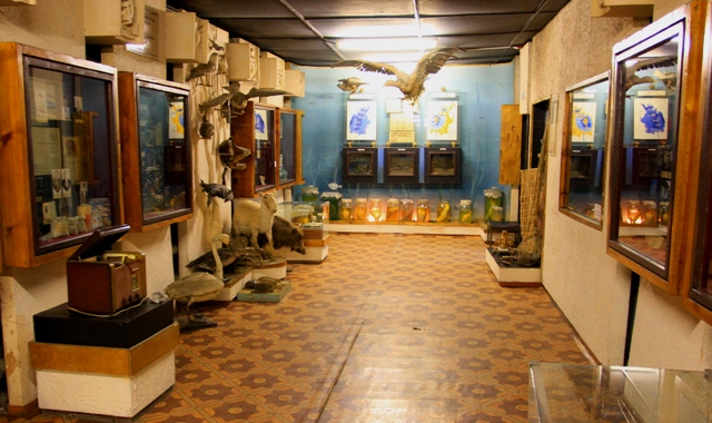 Зал природы Аральского  музея.