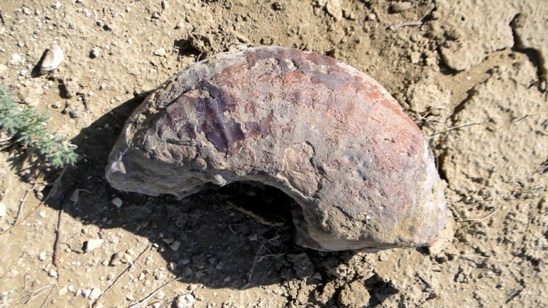 Western Kazakhstan paleontological. 
