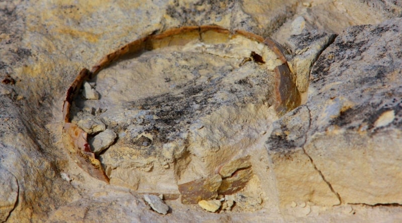 Western Kazakhstan paleontological. 