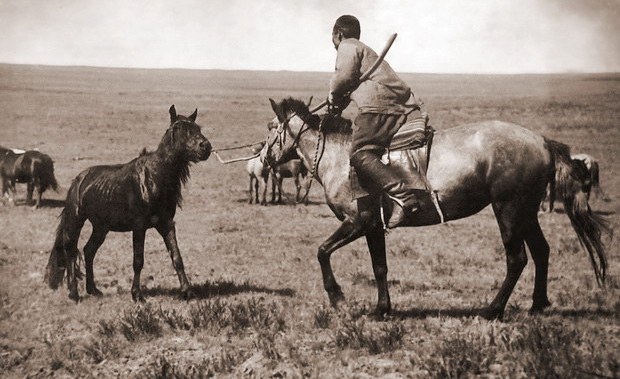  Отлов лошади из табуна. Фотография Д. П. Багаева.
