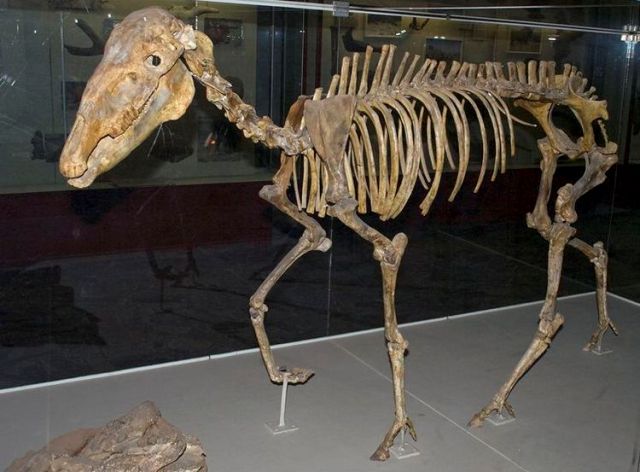 Скелет доисторического животного найденного при раскопка на Гусиный перелет.