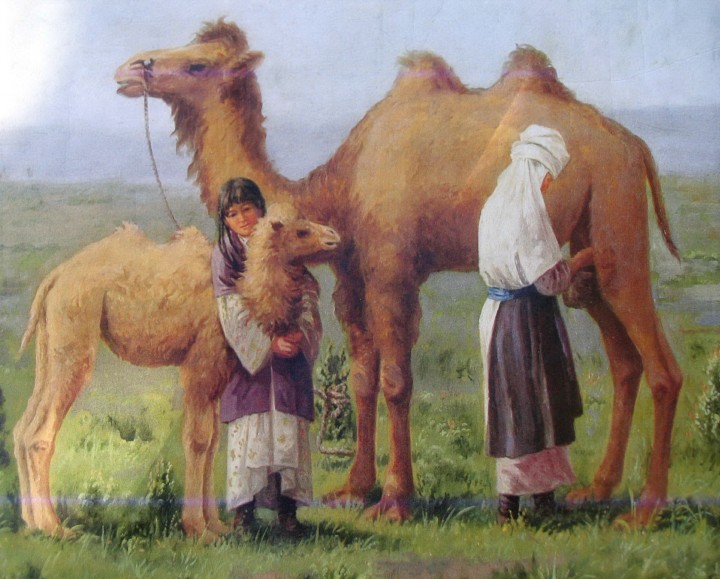 "Milking camel". Artist N. Khludov.