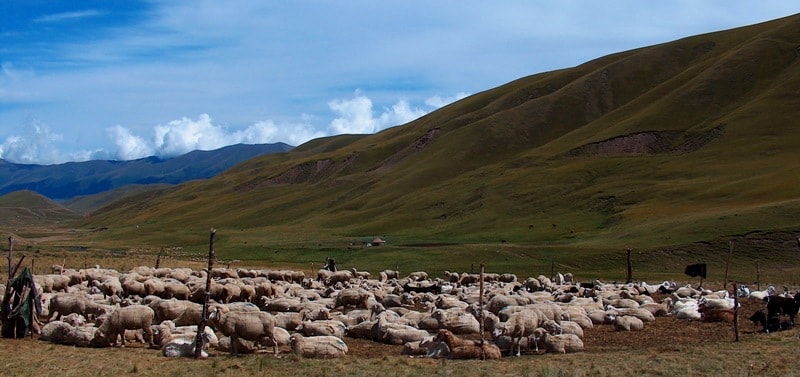 Karakul sheep in Kazakhstan. 