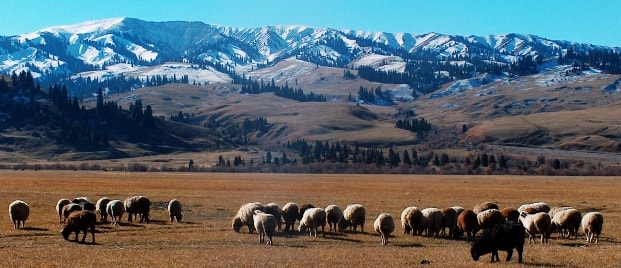 Karakul sheep in Kazakhstan. 