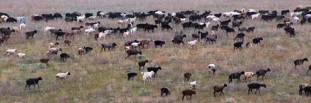 Karakul sheep in Kazakhstan. 