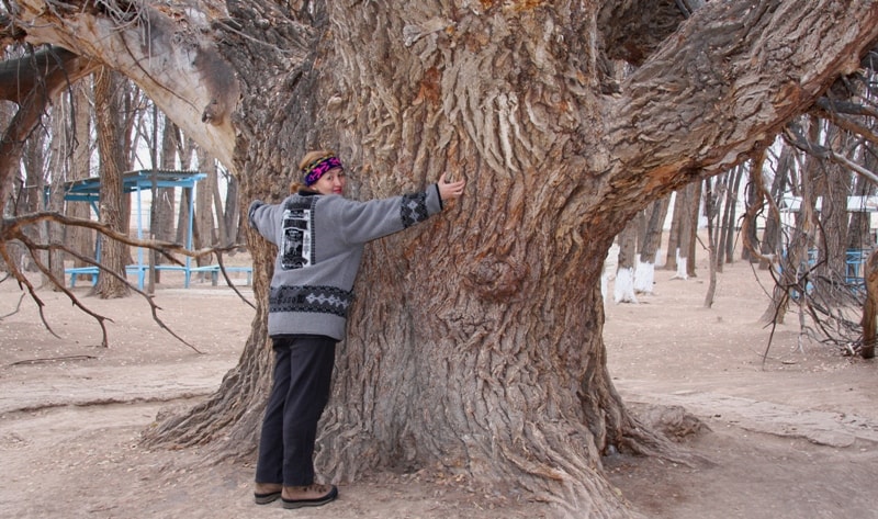 Sacred tree Aulie-Agash.