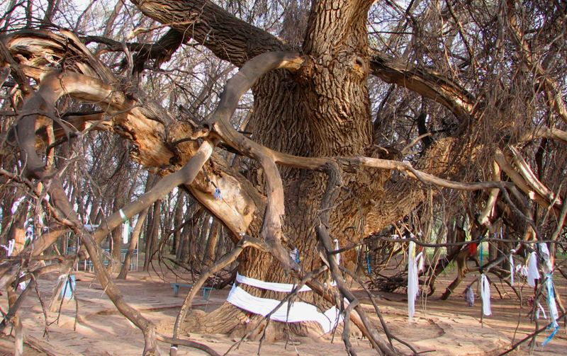 Sacred tree Aulie-Agash.