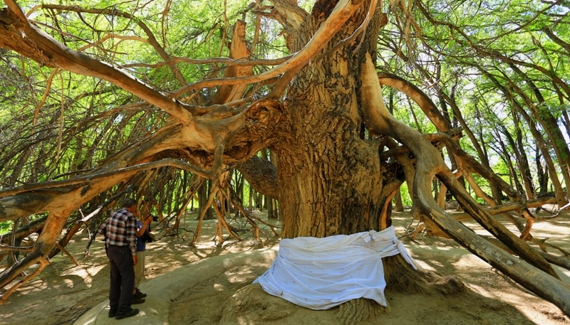 Sacred tree Aulie-Agash.