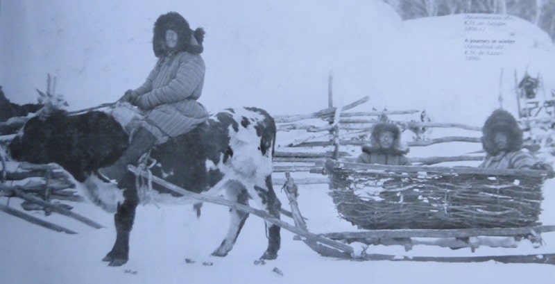 Kazakh on a bull. Lazari K.N. 1896