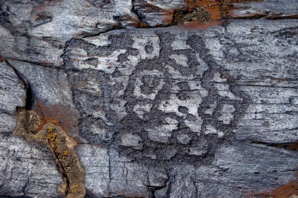 Sauiskandyk petroglyphs.