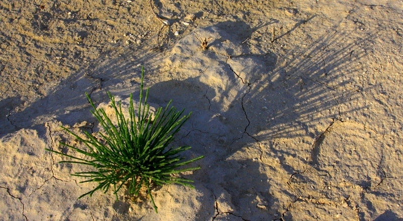 Biyurgun (Anabasis salsa).