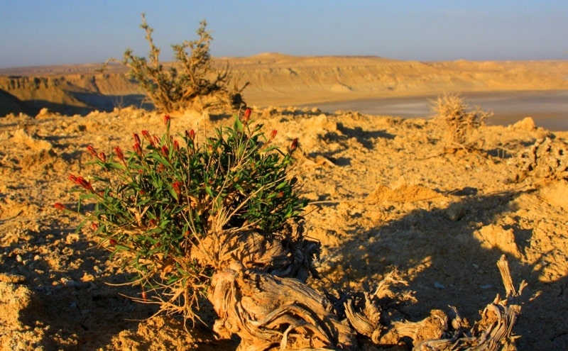 Biyurgun (Anabasis salsa).