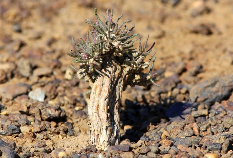 Biyurgun (Anabasis salsa).