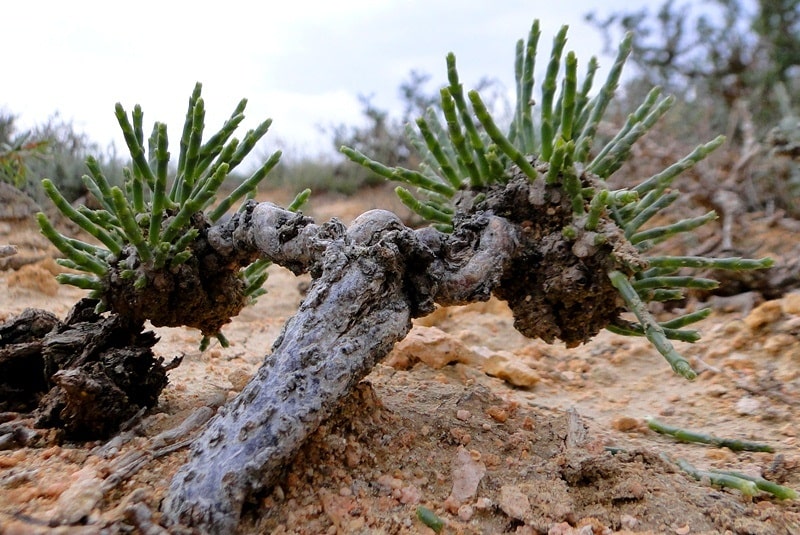 Biyurgun (Anabasis salsa).