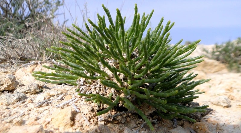 Biyurgun (Anabasis salsa).