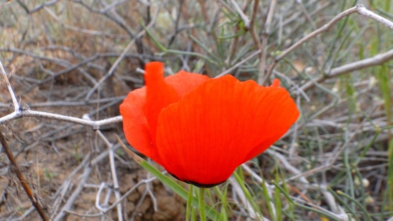 Poppies in the Almaty and Jambyl regions of Kazakhstan.