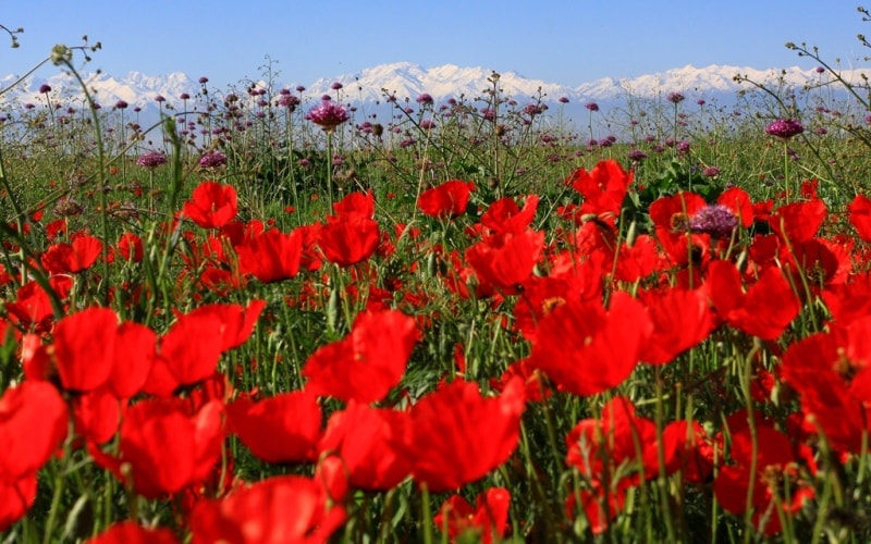 Poppies in the Almaty and Jambyl regions of Kazakhstan.