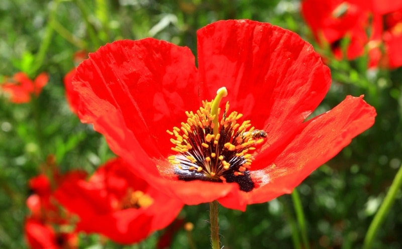 Poppies in the Almaty and Jambyl regions of Kazakhstan.