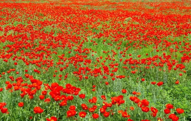 Poppies in the Almaty and Jambyl regions of Kazakhstan.