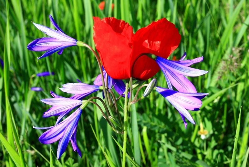 Poppies in the Almaty and Jambyl regions of Kazakhstan.