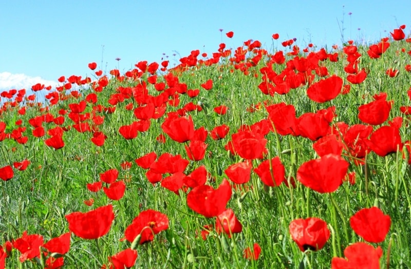 Poppies in the Almaty and Jambyl regions of Kazakhstan.