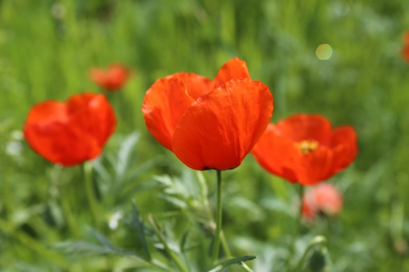 Poppies in the Almaty and Jambyl regions of Kazakhstan.