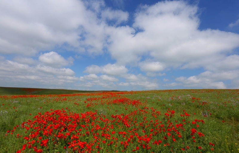 Poppies in the Almaty and Jambyl regions of Kazakhstan.