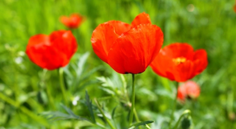 Poppies in the Almaty and Jambyl regions of Kazakhstan.