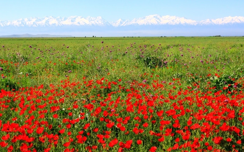 Poppies in the Almaty and Jambyl regions of Kazakhstan.