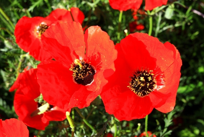 Poppies in the Almaty and Jambyl regions of Kazakhstan.