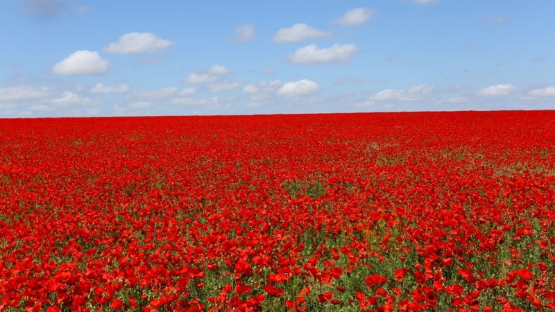 Poppies in the Almaty and Jambyl regions of Kazakhstan.