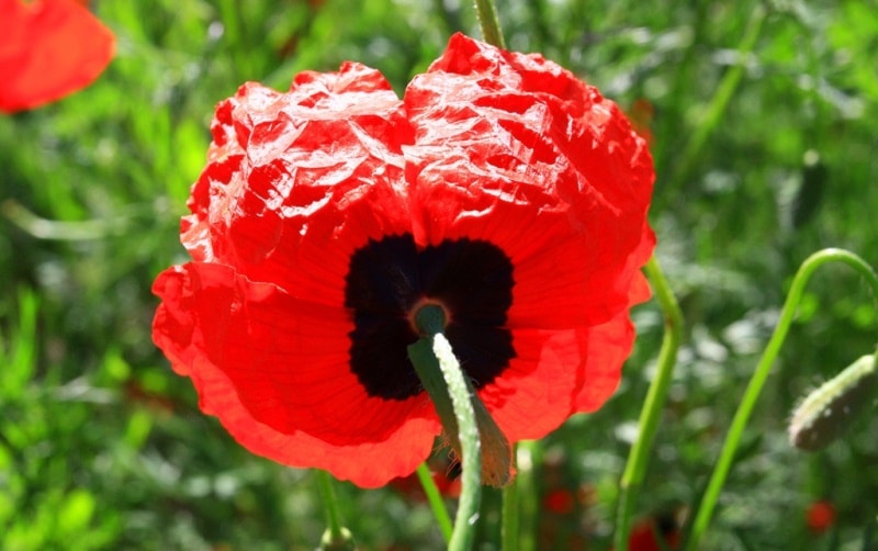 Poppies in the Almaty and Jambyl regions of Kazakhstan.