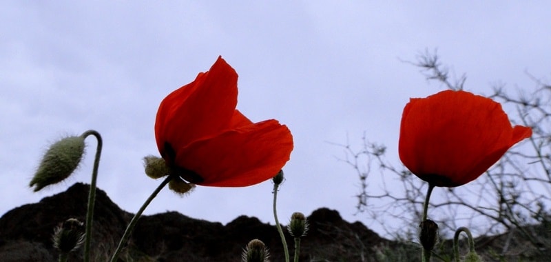 Poppies in the Almaty and Jambyl regions of Kazakhstan.