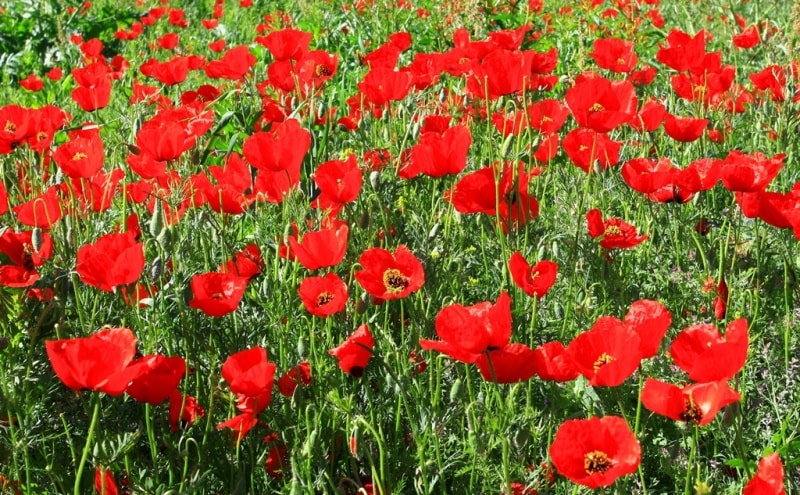 Poppies in the Almaty and Jambyl regions of Kazakhstan.