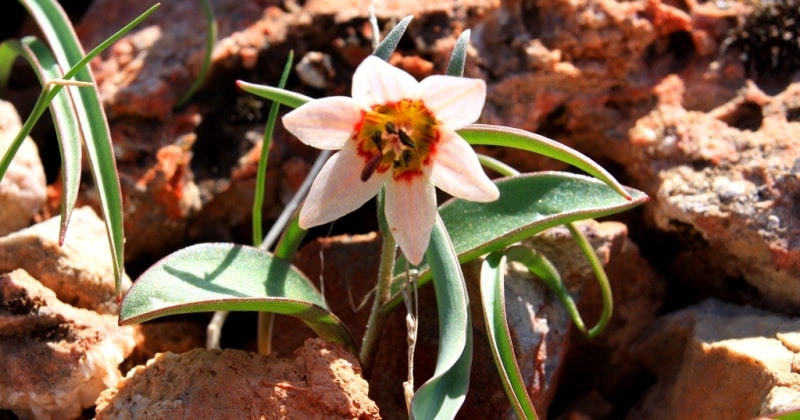 Ринопеталюм Карелина (Rhinopetalum karelinii.