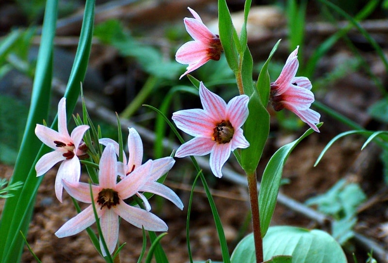 Rhinopetalum karelinii. 