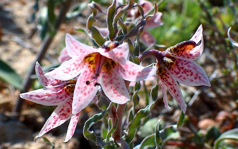 Ринопеталюм Карелина (Rhinopetalum karelinii.