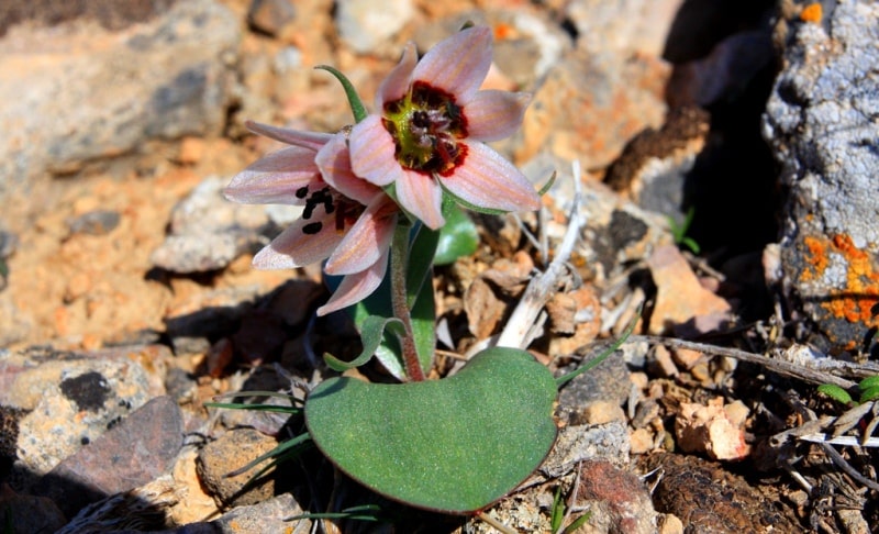 Rhinopetalum karelinii. 