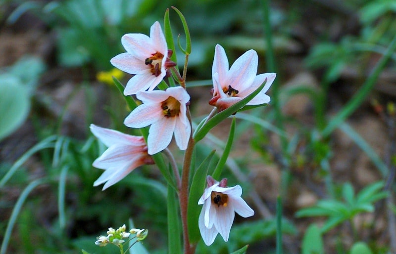 Rhinopetalum karelinii. 