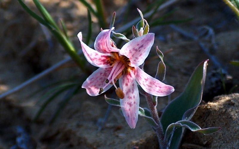 Rhinopetalum karelinii. 