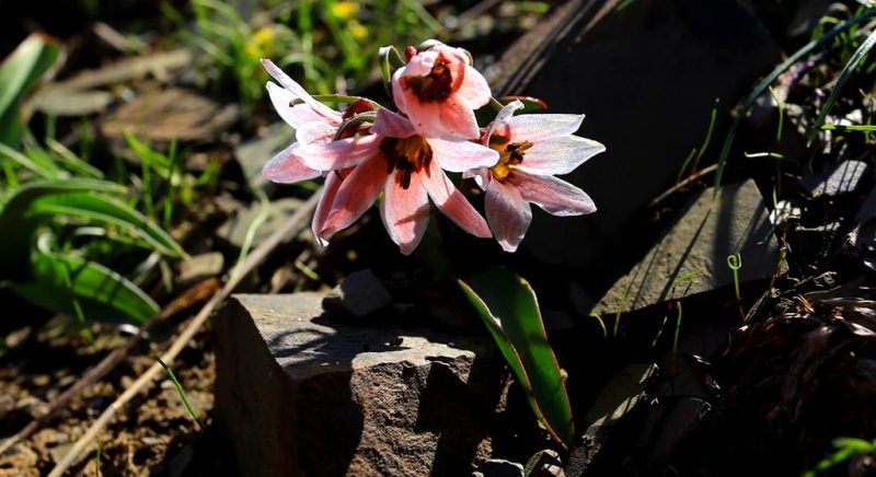 Rhinopetalum karelinii. 