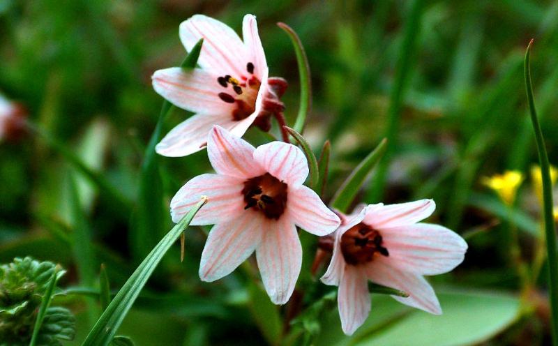 Rhinopetalum karelinii. 