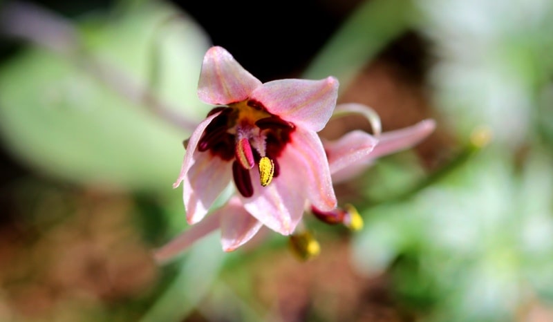 Rhinopetalum karelinii. 