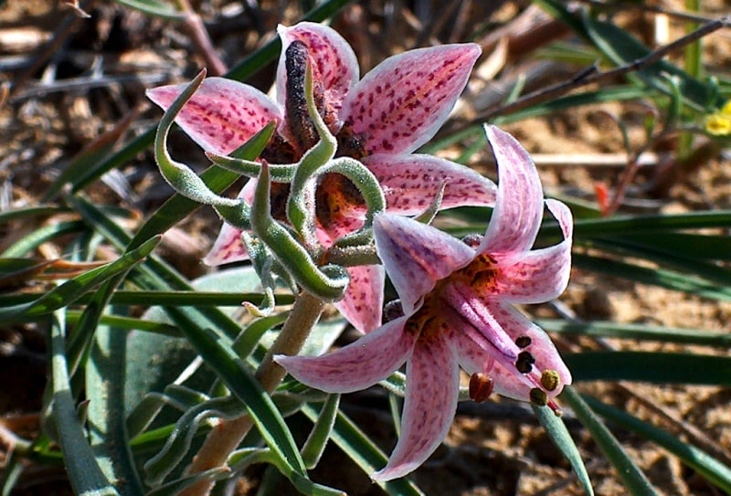 Rhinopetalum karelinii. 