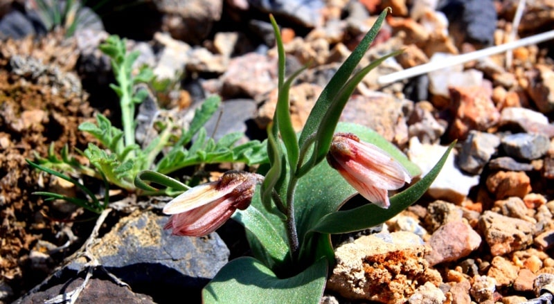 Rhinopetalum karelinii. 