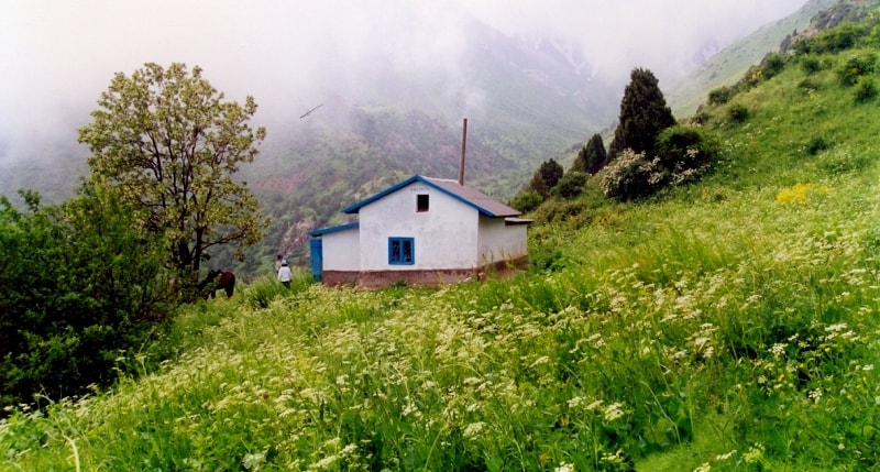 House botanics in gorge Kshi-Kaindy. Vicinities of national natural park Aksu-Zhabagly.