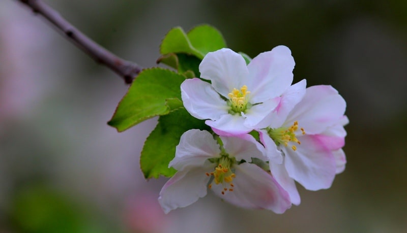 Природа Центральной Азии. Цветение яблони. начало апреля, Ташкент, Узбекистан