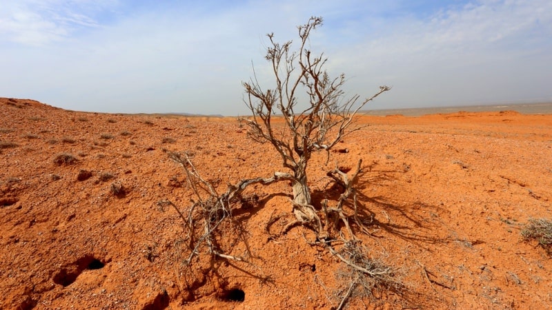 Природа пустынь Казахстана.