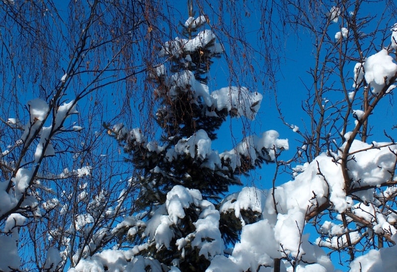 After a snowfall in mountains. Zailiyskyi Ala-Tau.