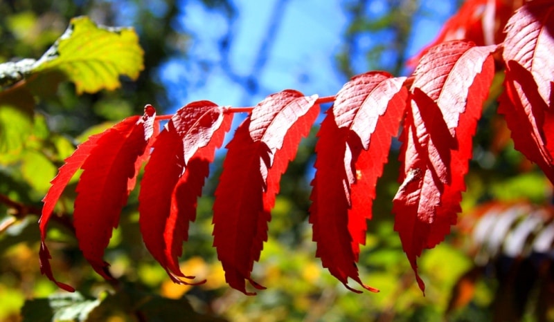 Autumn on trees.